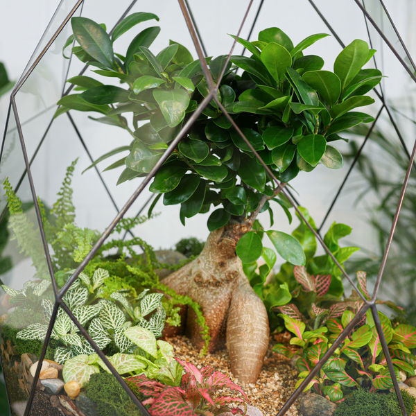 Готовый флорариум бонсай Фикус гинсенг Фаберже