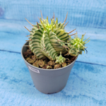 Euphorbia meloformis f. Variegated (Эуфорбия вариегатная)