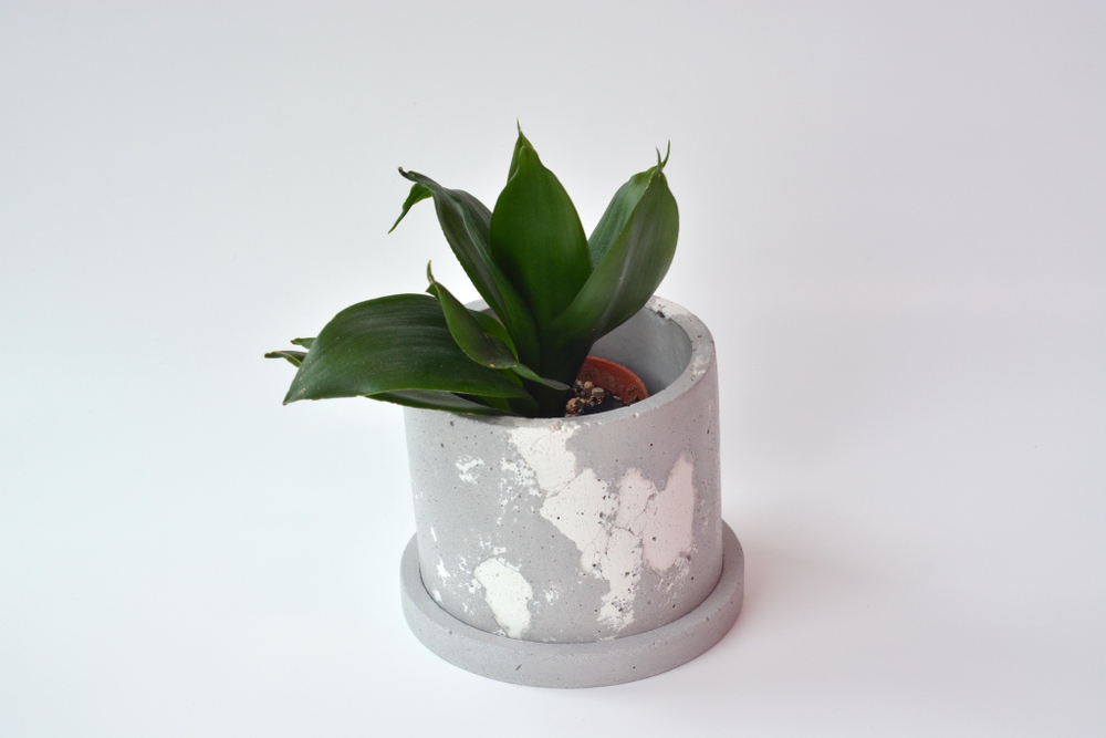 Сансевиерия Ханни Блэк / Sansevieria Honey Black