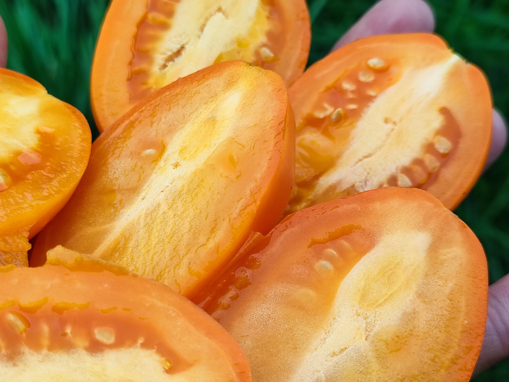 Оранжевый капрезе (Orange caprese) сорт томата