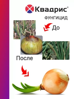 Квадрис фунгицид от болезней 20 мл