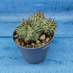 Euphorbia meloformis f. Variegated (Эуфорбия вариегатная)