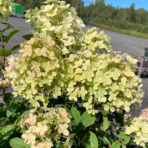 Гортензия метельчатая Панфлора Р9 Закупка М59 апрель 2026