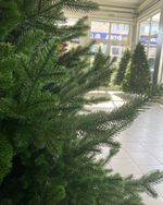 Ель искусственная «Доминика» (Литая хвоя) от 1,2 м до 2,3 м