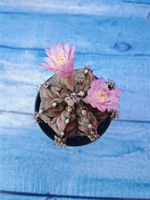 Gymnocalycium T-Rex Pink hybride (Гимнокалициум T-rex)