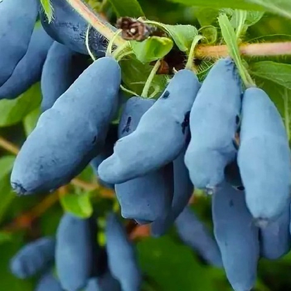 Жимолость Голубой Банан