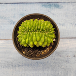 Gymnocalycium Spineless Crested form (Гимнокалициум Кристатный)