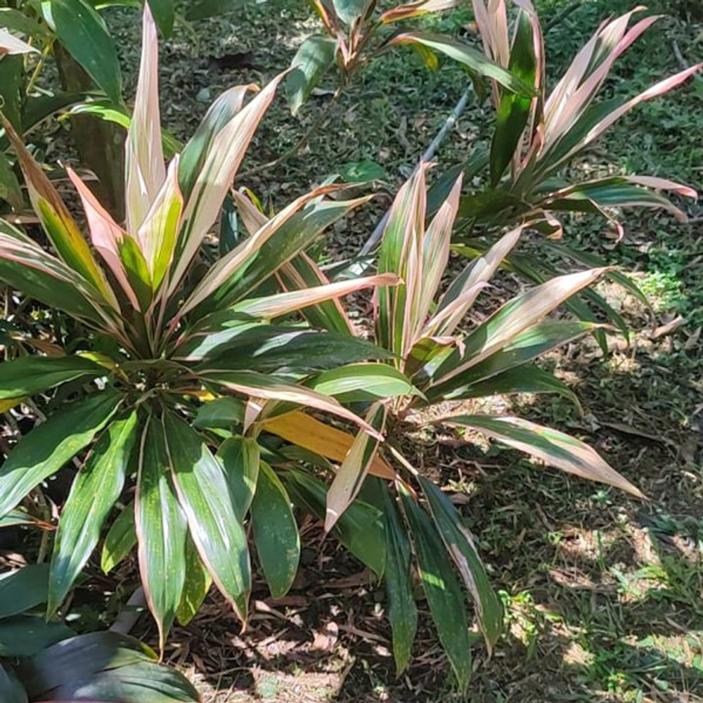 Кордилина VICTORIA