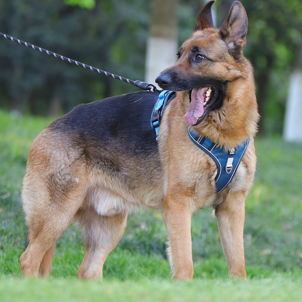 Шлейка для собак средних и крупных пород универсальная прогулочная тренировочная для дрессировки со светоотражателем жилет-трансформер синий размер L
