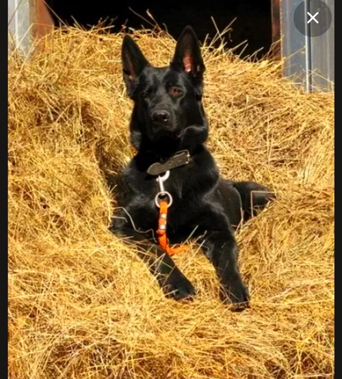 Солома в тюках в будку собакам