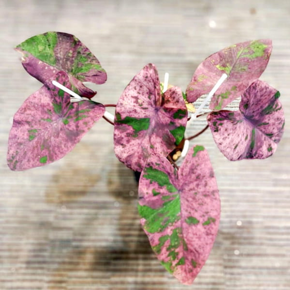 Колоказия PINK PALAZZO