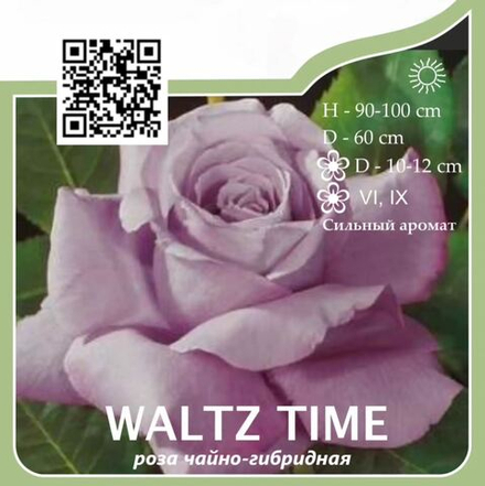 Роза чайно-гибридная "Waltz Time"