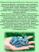 Жимолость Бакчарский Великан съедобная высокая