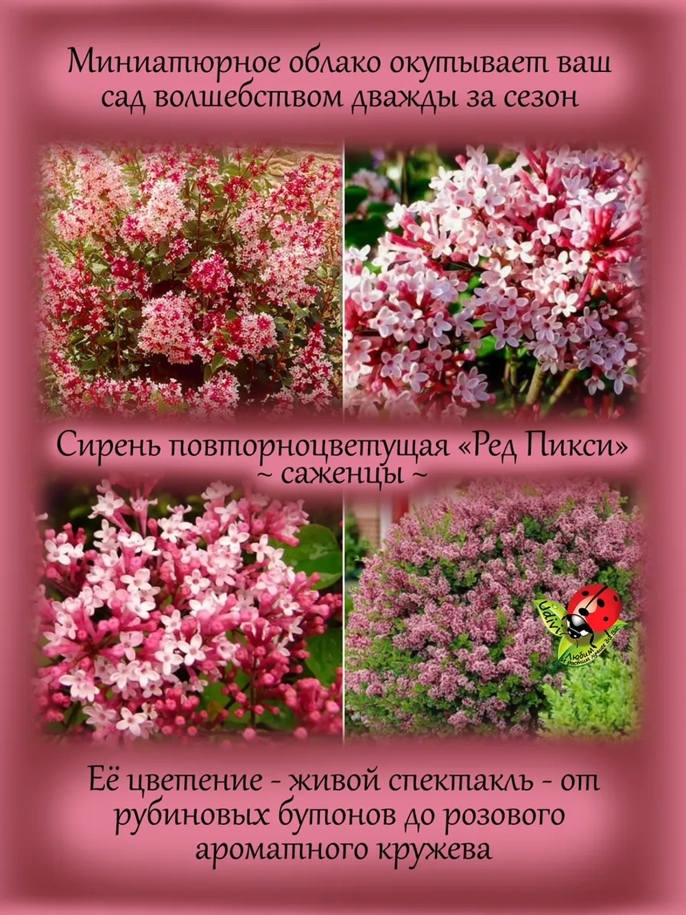 Сирень Ред Пикси повторноцветущая