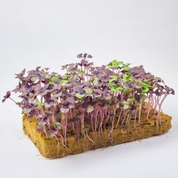 Базилик фиолетовый