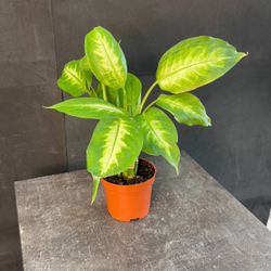 Диффенбахия (Dieffenbachia)