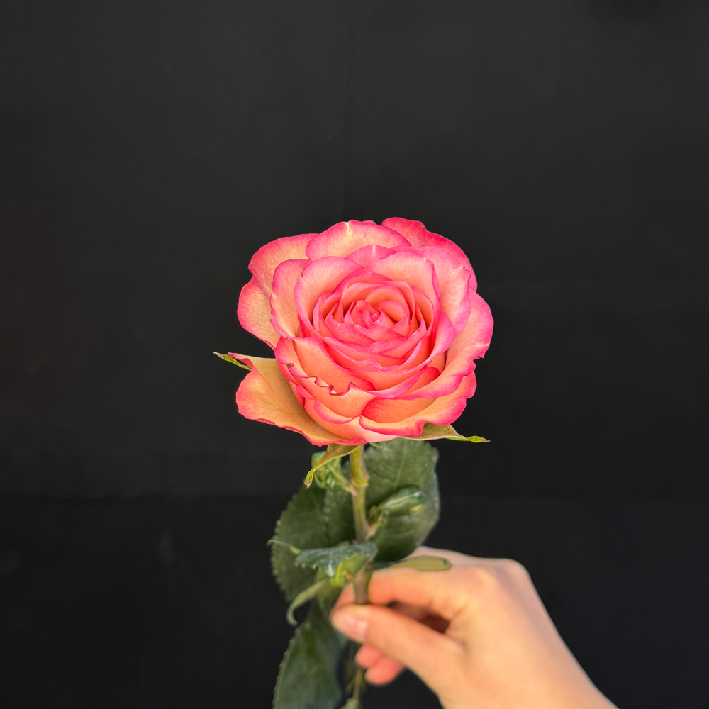 Роза Джумилия 60 см / 1 шт