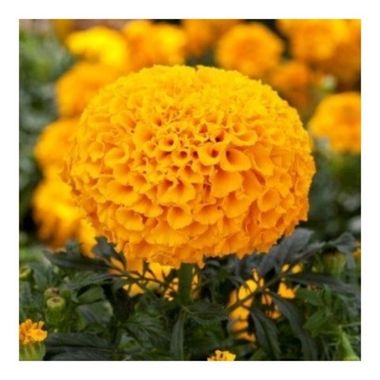 S1831 Бархатцы прямостоячие Cheerleader Orange 100 шт.
