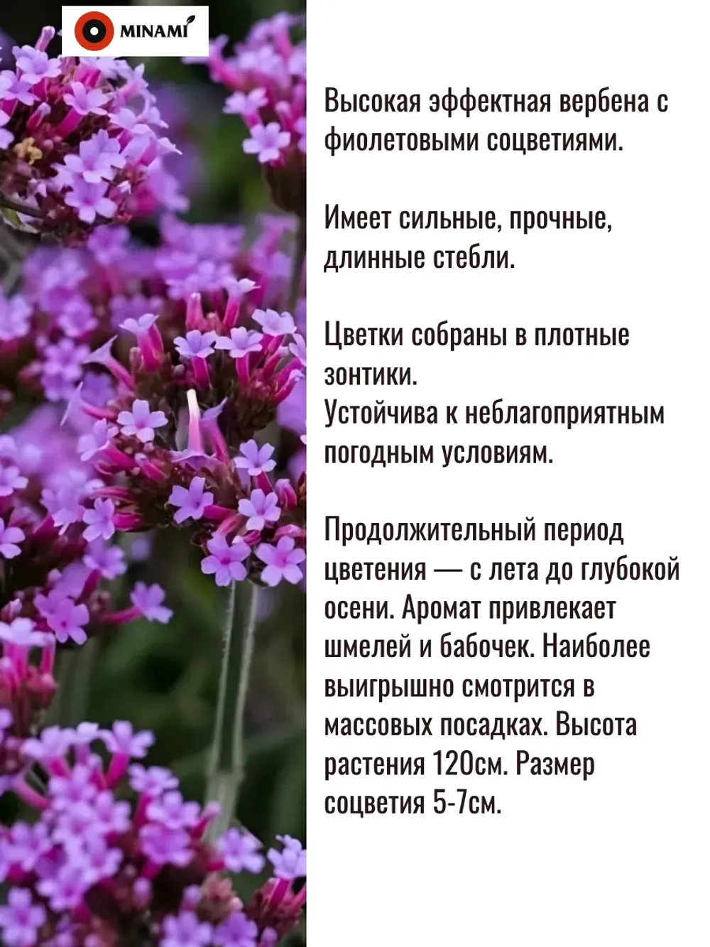Вербена бонарская Финесс