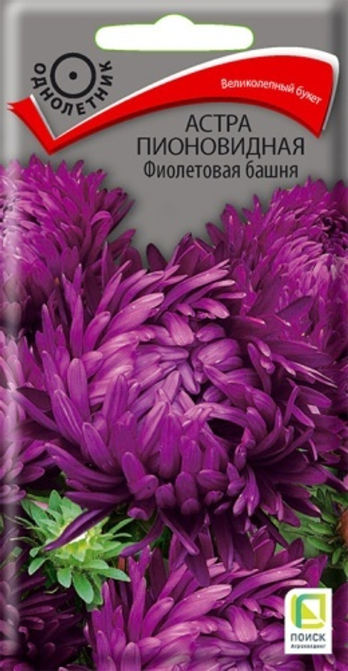 Астра пионовидн. Фиолетовая башня 0,3гр Поиск