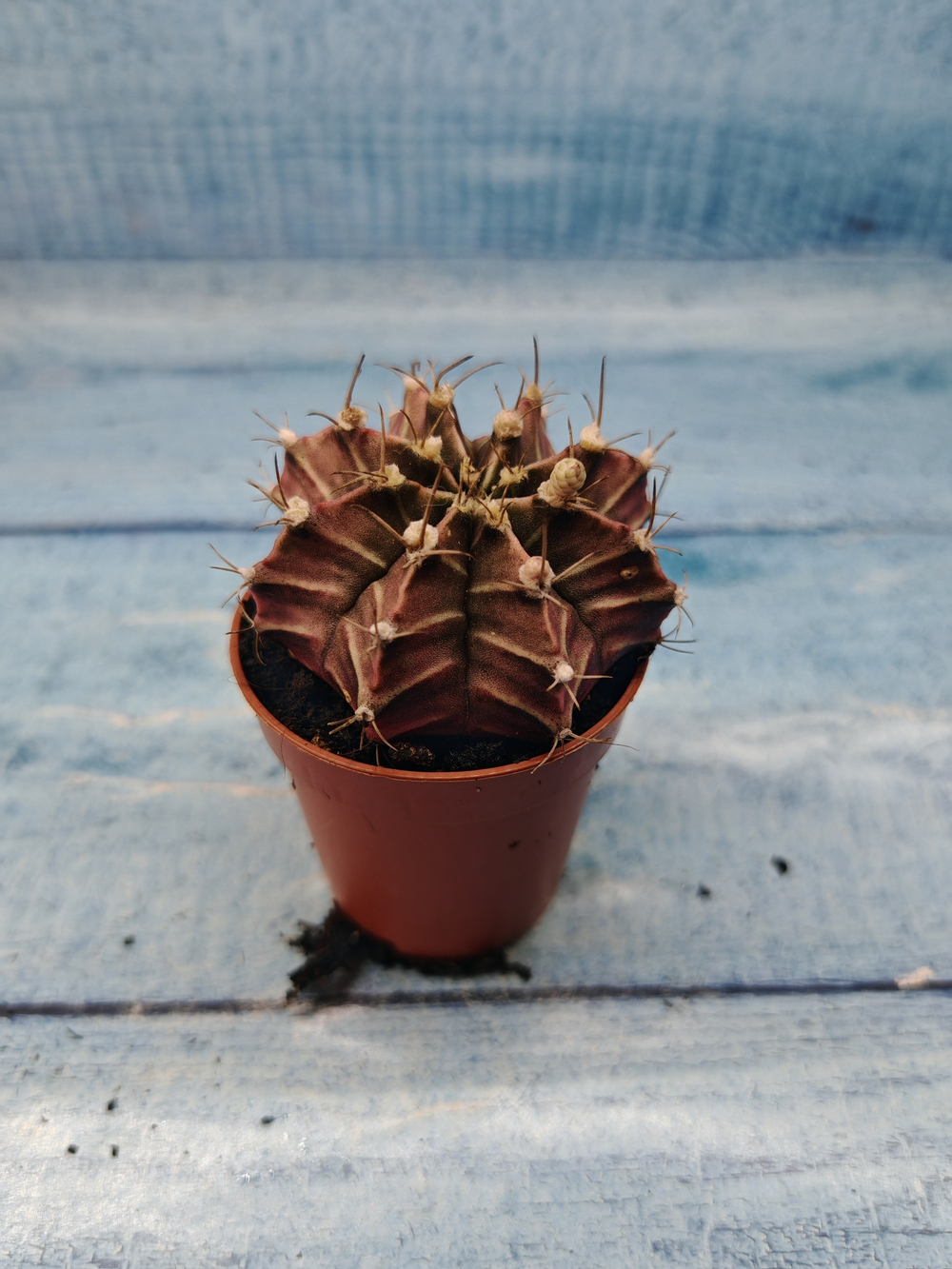 Gymnocalycium Friedrichii (Гимнокалициум)
