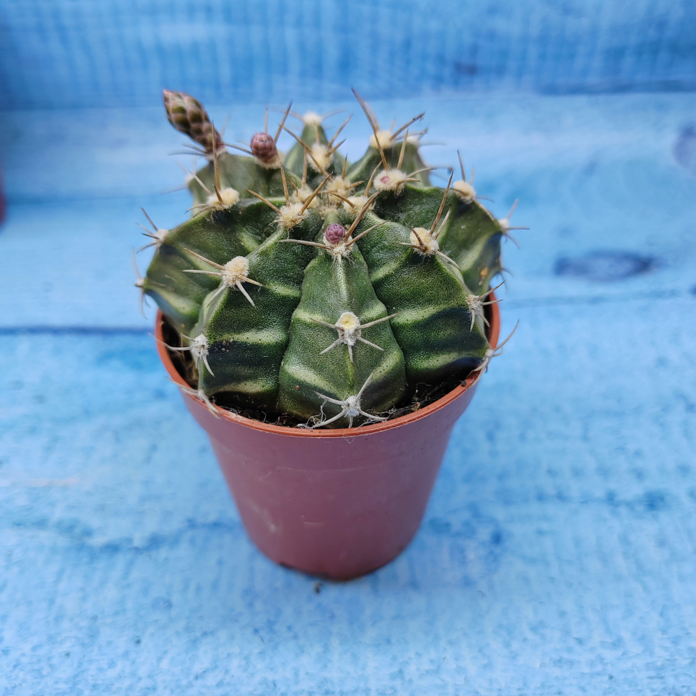 Gymnocalycium Friedrichii (Гимнокалициум)