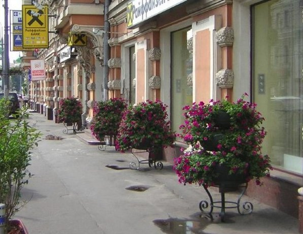 Цветочница Елочка средняя