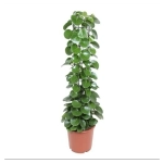 Циссус на опоре