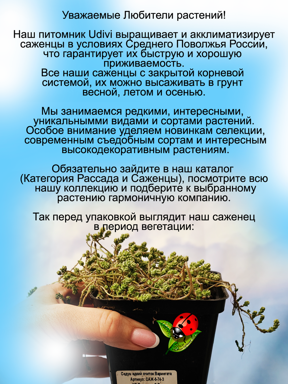 Седум едкий Вариегатта очиток пестролистный