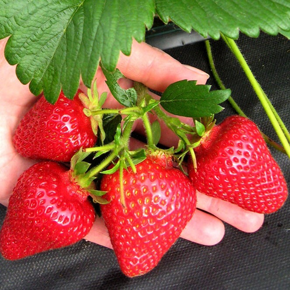 Земляника садовая (клубника) Сирия