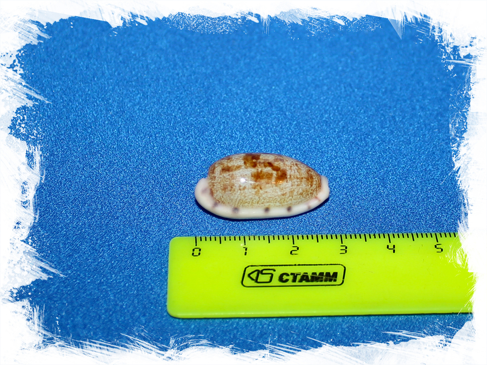 Ципрея терес (Talostolida teres)