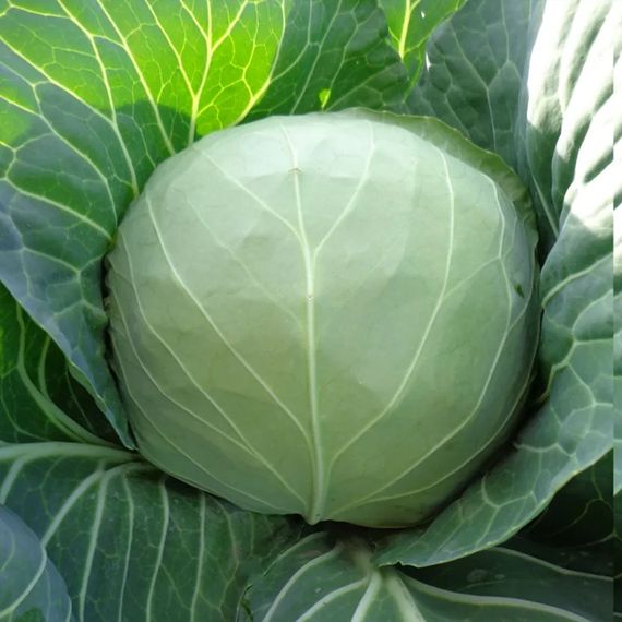 МАГНУС F1 семена капусты белокочанной Hazera отзывы