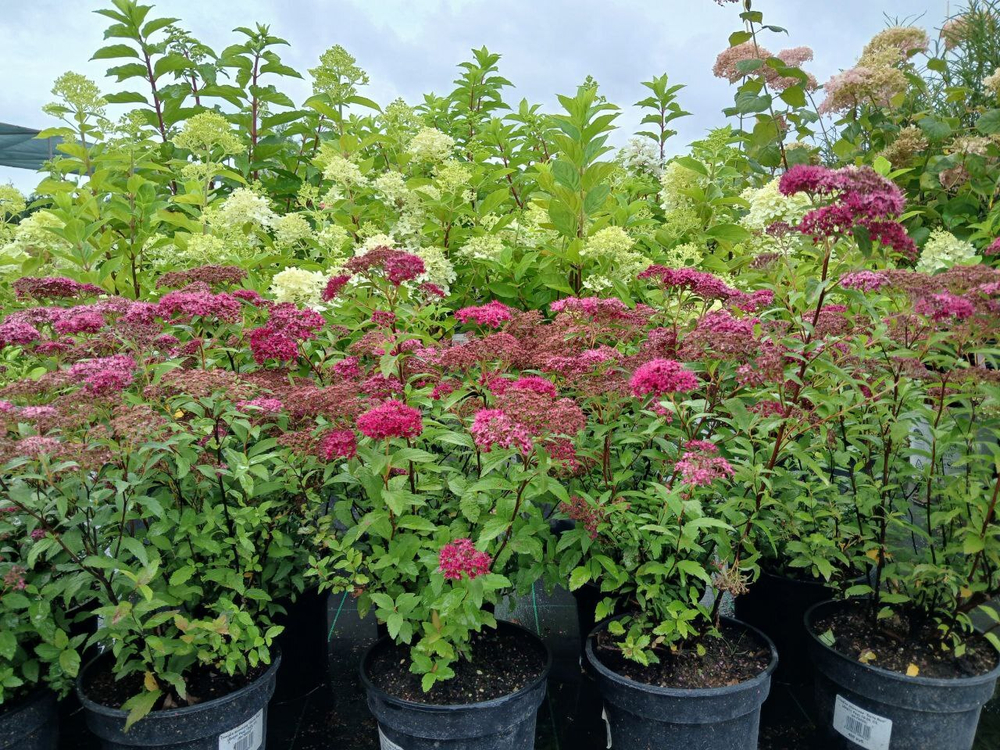 Спирея Бумальда «Anthony Waterer»