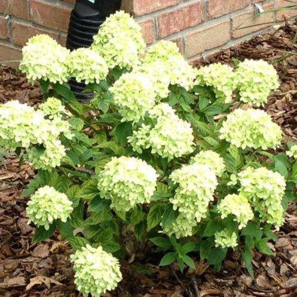 Гортензия метельчатая Литл Лайм Т60 60-80