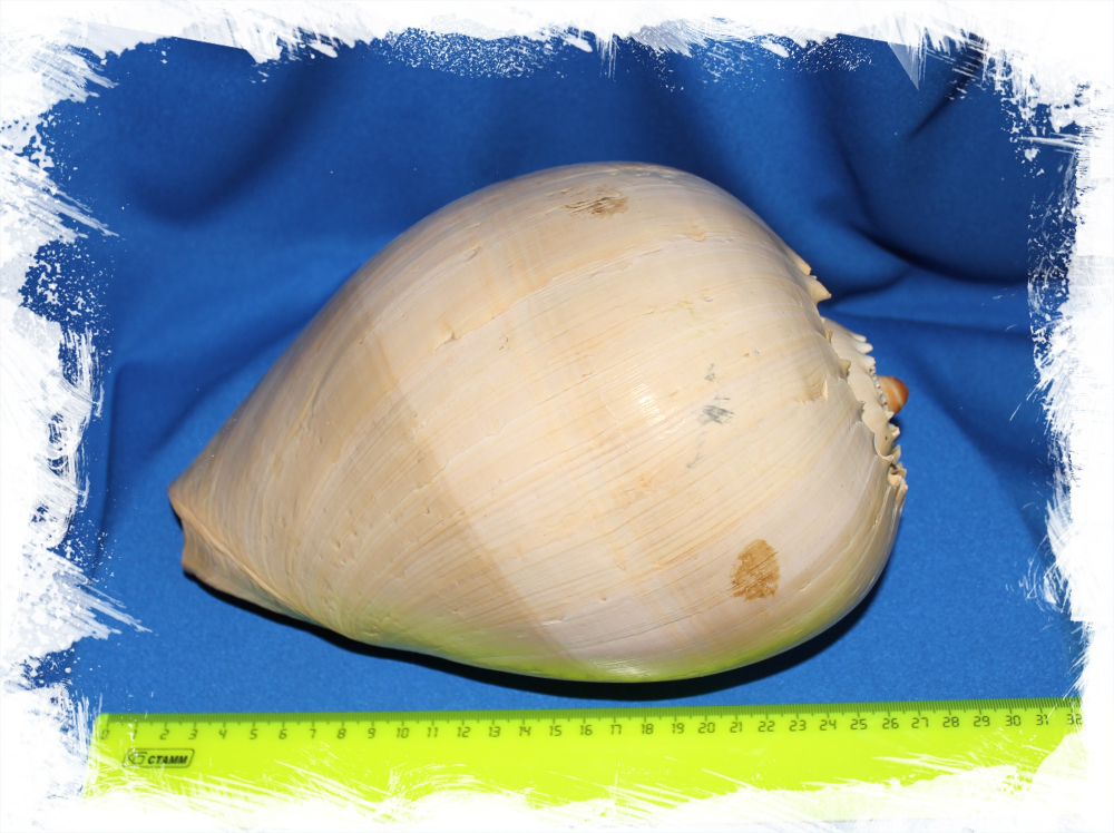 Мело Амфора, 23-26см, 1шт