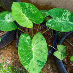 Колоказия KING FOREST