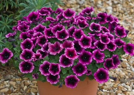 ЕВРО Петуния Ovation Crimson Eye укорененный черенок ОКС февраль 26 Kohen