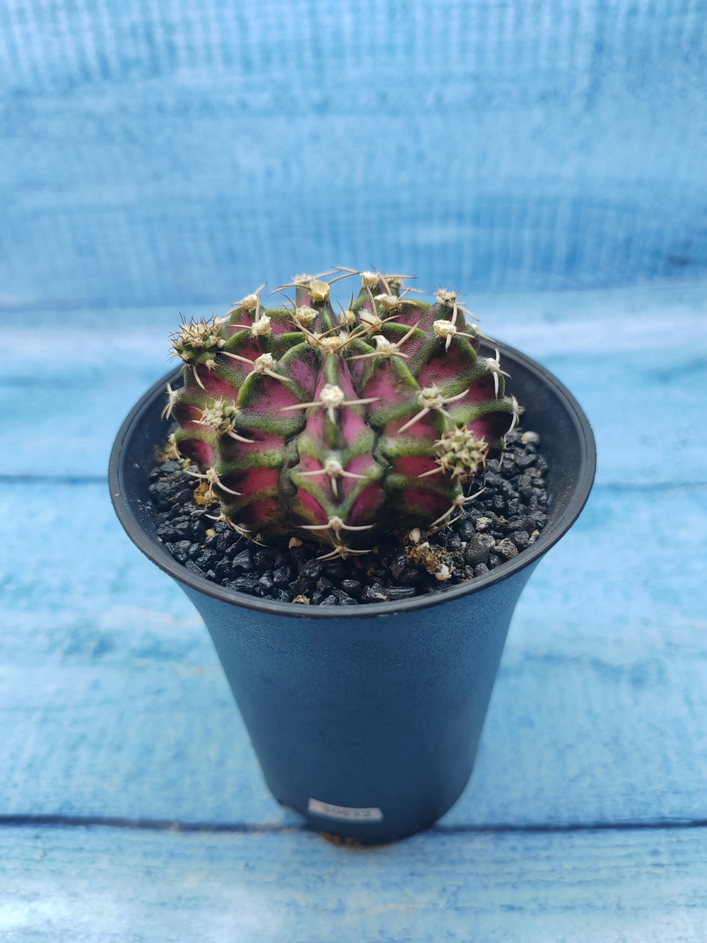 Gymnocalycium T-Rex Pink hybride (Гимнокалициум T-rex)