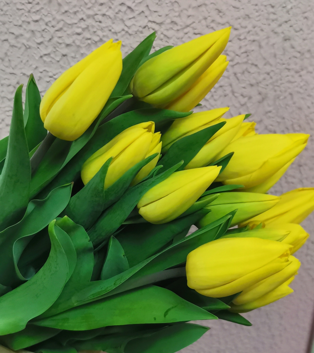 Тюльпан классический жёлтый