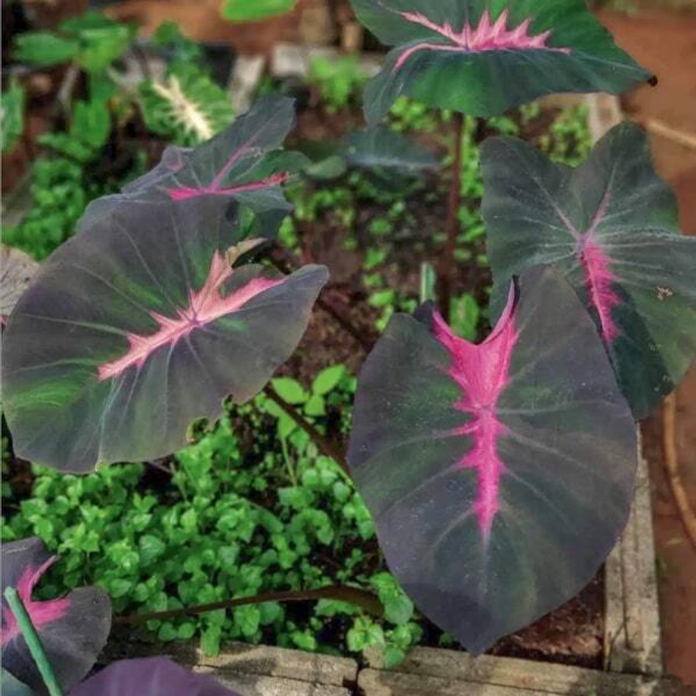 Колоказия LOVELY PINK