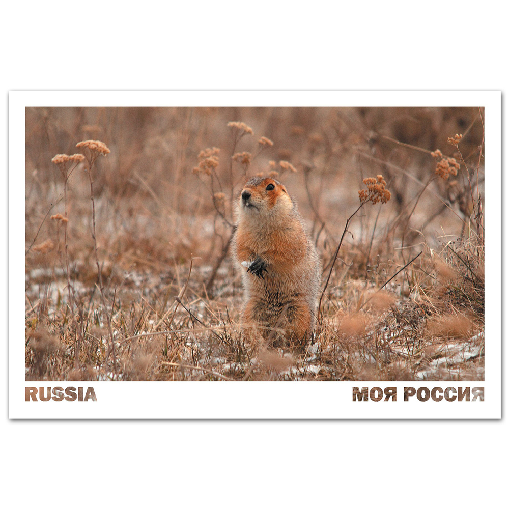 Суслик в апреле на берегу реки Белая, Башкортостан