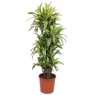 Драцена Orangery drac.fr.lemon lime 24/100