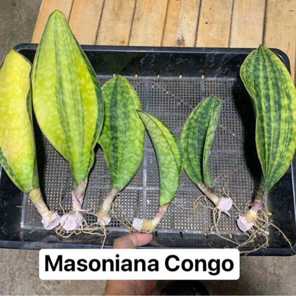 Сансевиерия MASONIANA CONGO