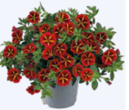 ЕВРО Калибрахоа Cabaret® Special Red Star укорененный черенок ОКС февраль 26 Florensis