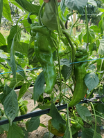 Веридор F1 семена перца ( Yuksel Tohum / )