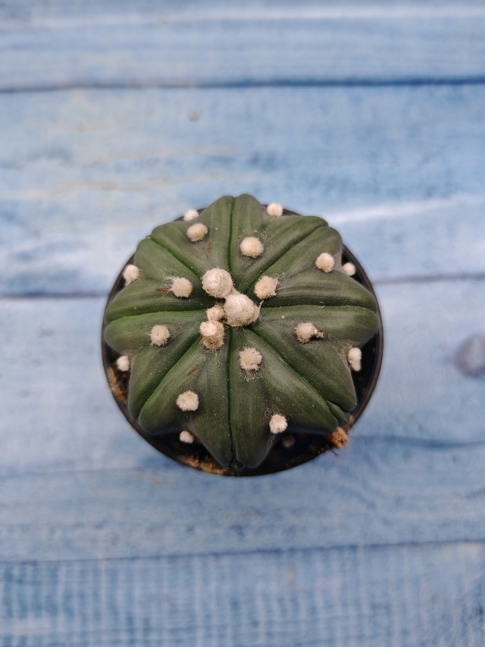 Astrophytum Asterias (Астрофитум)