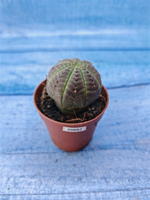 Euphorbia Obesa (Эуфорбия)