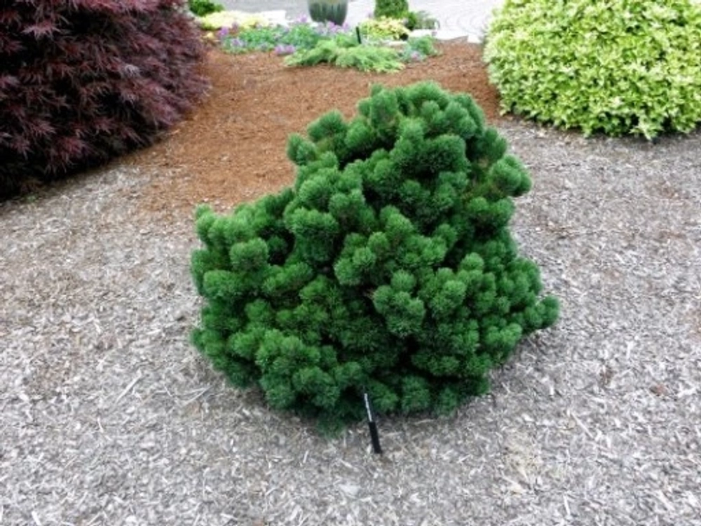 Сосна горная Якобсен С12 15-20 см Закупка М49 весна 2026