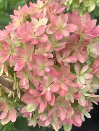 Метельчатая Гортензия Р9-С3(перейти каталог )