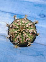 Gymnocalycium T-Rex Pink hybride (Гимнокалициум T-rex)